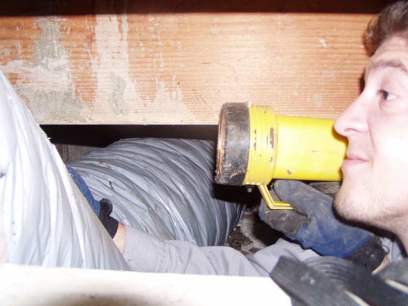 Dead possum Animal Removal